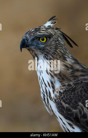 Austauschbare hawk - Adler - spizaetus cirrhatus, Sri Lanka Stockfoto