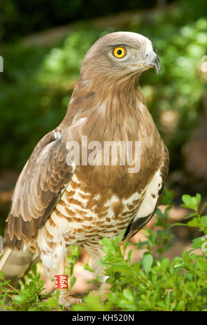 Circaetus Gallicus kurz-toed Adler Stockfoto, Bild ...