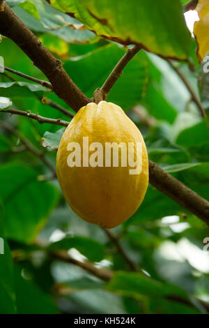 Kakao (Theobroma cacao) mit Kakao SAMENKAPSELN WACHSEN IM WINTERGARTEN DES STAATES, Botanischer Garten, Athen, GA KAKAO SAMEN SIND DIE QUELLE O Stockfoto