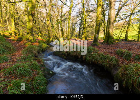 Herbst Szene im Wald bei golitha im Osten Cornwall Stockfoto