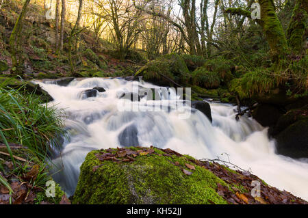 Golitha Falls im Osten Cornwall Stockfoto