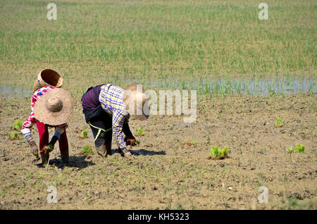 Frauen pflanzen Reis in Feldern, Inle Lake, Myanmar Birma Stockfoto