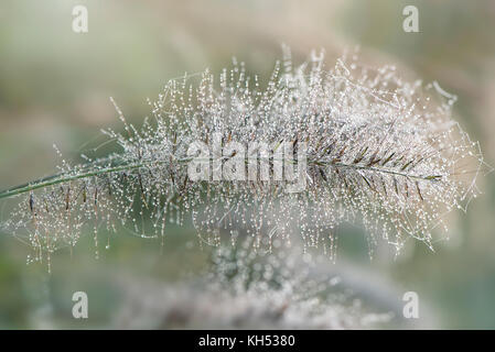 Nahaufnahme von crimson Brunnen Gras auch bekannt als Pennisetum setaceum, Bild am frühen Morgen mit Tautropfen auf dem Gras Stockfoto