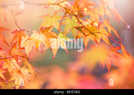 Nahaufnahme der schönen Herbstfarben der Acer palmatum auch Blätter wie die japanischen Ahorn bekannt. Stockfoto