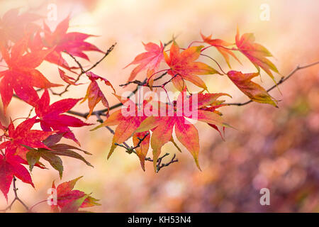 Nahaufnahme der schönen Herbstfarben der Acer palmatum auch Blätter wie die japanischen Ahorn bekannt. Stockfoto