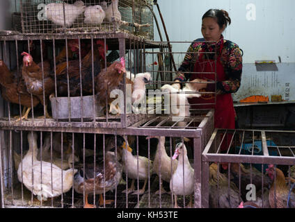 Frau Verkauf lebende Hühner und Enten im Käfig auf einem Lebensmittelmarkt, Provinz Gansu, Lanzhou, China Stockfoto