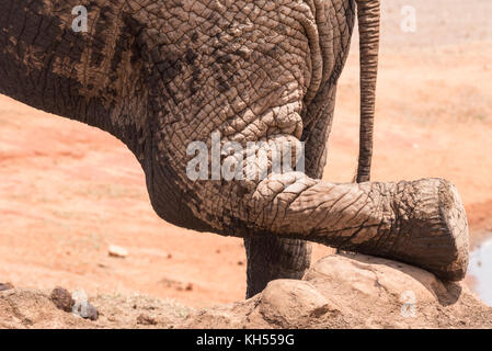 Afrikanischer Elefant (Loxodonta africana) leg stretching Stockfoto