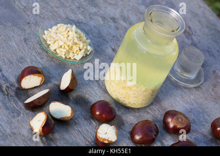 Rosskastanie-Tinktur, Rosskastanien-Tinktur, Kastanie-Tinktur, Kastanien-Tinktur, zerkleinere Rosskastanien, Kastanien werden in Alkohol ausgezogen, Stockfoto