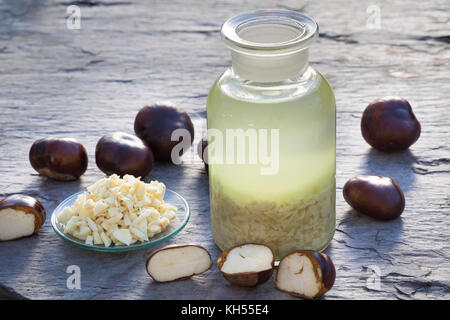 Rosskastanie-Tinktur, Rosskastanien-Tinktur, Kastanie-Tinktur, Kastanien-Tinktur, zerkleinere Rosskastanien, Kastanien werden in Alkohol ausgezogen, Stockfoto