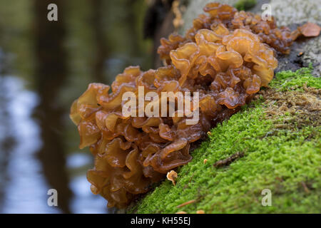 Rotbrauner, blattartiger zitterling tremella Zitterling, foliacea, pseudotremella pseudofoliacea, exidia foliacea, grünen Gehirn, Jelly Blatt, Braun witc Stockfoto