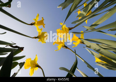Frühling Narzissen an einem sonnigen Morgen gegen blauen Himmel Stockfoto