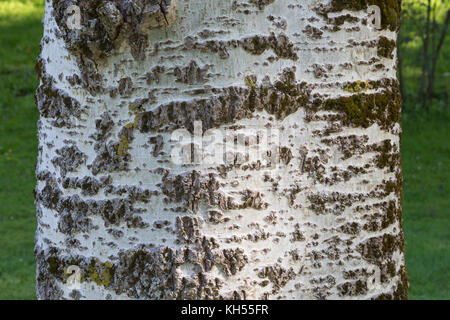 Silber-Pappel, Silberpappel, Weiß-Pappel, Weisspappel, Pappel, Rinde, Borke, Stamm, Baumstamm, Populus alba, Weißpappel, abele, Silberpappel, Silber Stockfoto