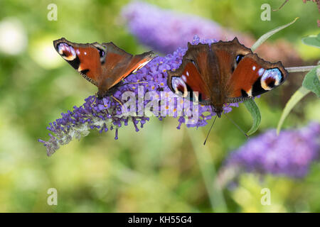 Tag-Pfauenauge, Blütenbesuch auf Schmetterlingsflieder, Buddleja, Aglais io, Inachis io, Nymphalis io, Pfauenauge, Europäischer Pfau, Stockfoto