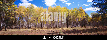 USA. Arizona. Coconino National Forest. Aspen Bäume im Herbst. Stockfoto
