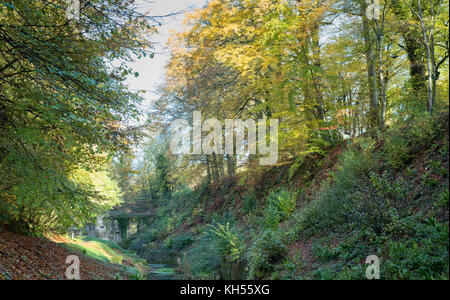 Herbst Buche Bäume entlang der alten Cotswold Sapperton Kanal und Tunnel. Coates, Cirencester, Gloucestershire, VEREINIGTES KÖNIGREICH Stockfoto