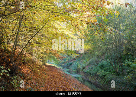 Herbst Buche Bäume entlang der alten Cotswold Sapperton Kanal und Tunnel. Coates, Cirencester, Gloucestershire, VEREINIGTES KÖNIGREICH Stockfoto