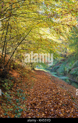 Herbst Buche Bäume entlang der alten Cotswold Sapperton Kanal und Tunnel. Coates, Cirencester, Gloucestershire, VEREINIGTES KÖNIGREICH Stockfoto