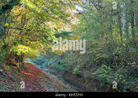 Herbst Buche Bäume entlang der alten Cotswold Sapperton Kanal und Tunnel. Coates, Cirencester, Gloucestershire, VEREINIGTES KÖNIGREICH Stockfoto