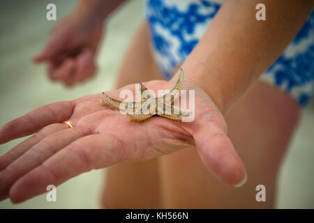 Star Fisch gefunden auf Treasure Cay, Nassau, Bahamas Stockfoto