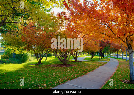 Mehrere Amur Ahorn in leuchtenden Herbst Farbe. Stockfoto