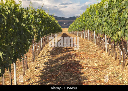 Weinberg in der Provinz von Siena, Toskana, Italien Stockfoto