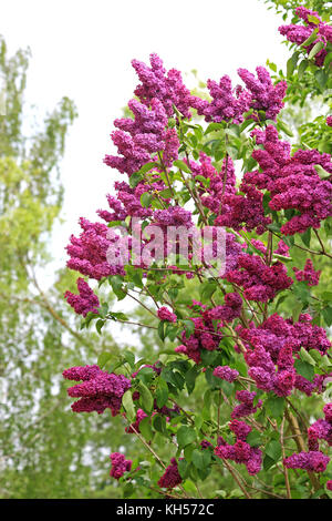 Rosa Flieder (Syringa) im Frühling Stockfoto