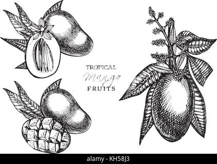 Hand gezeichnet mango Früchte mit Blätter und Mango slices und Würfel. Skizze Stil vector Obst Abbildung auf weißem Hintergrund. Ökologische Lebensmittel. Stock Vektor