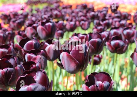 Vogel und blauer Himmel im Sommer mal Clear Sky Stockfoto