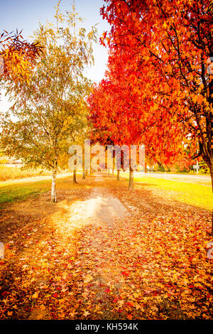 Murray in die Berge Rail Trail durch die herrlichen Farben des Herbstes in der Victoria alpinen Tälern in der Nähe von Bright, Australien Stockfoto