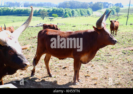 Ankole Watusi Rinder auf einer Farm in Südafrika. Stockfoto