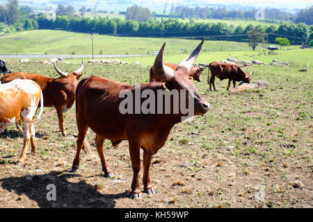 Ankole Rindern wurde auf einer Farm in Südafrika. Stockfoto