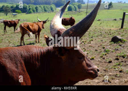 Ankole Watusi Rinder auf einer Farm in Südafrika. Stockfoto