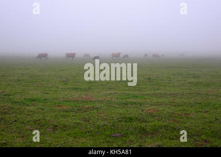 Kühe grasen in den frühen Morgennebel auf einer Rinderfarm in Südafrika Stockfoto