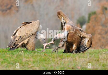 Zwei Gänsegeier kämpft über Aas auf der Wiese. Stockfoto