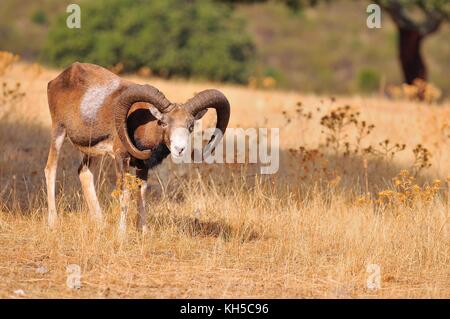Europäischer Mufflon im Feld im Herbst. Stockfoto