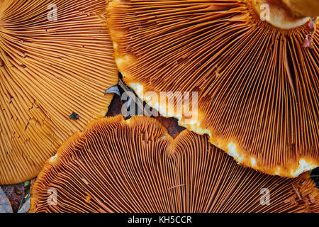 Phaeolepiota aurea, goldene Pilze im Wald Stockfoto