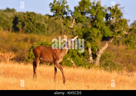 Portrait von brocket Rotwild Hirsch im Herbst Wiese. Stockfoto