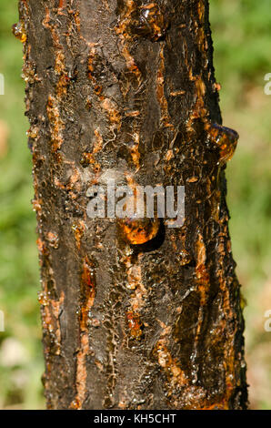 Pflaumenbaum Nässen aus Rinde wegen Pilzerkrankung sap, durch heiße, trockene Bedingungen, Spanien geschwächt. Stockfoto