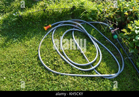 Rasen mit grünem Gras und ein Gummischlauch für die Bewässerung des Gartens. Stockfoto