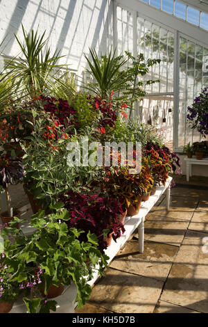 Großbritannien, England, Essex, Saffron Walden, Audley End House Küche Garten, der Weinstock Haus innen Stockfoto