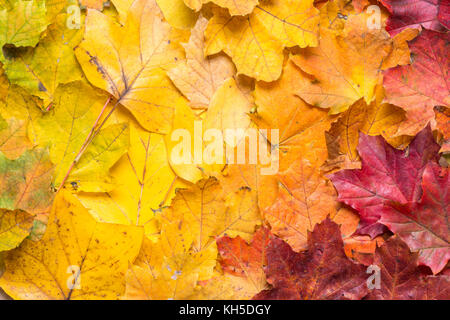Blätter im Herbst von Grün über Gelb, Orange und Rot als Hintergrund Stockfoto