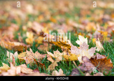 Herbst Blätter auf dem Gras als Nahaufnahme Stockfoto