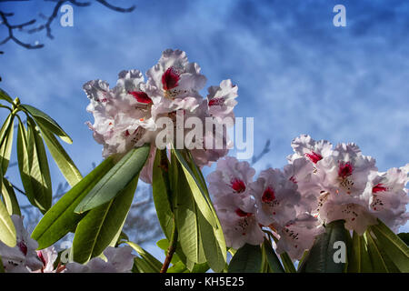 Weiß Rhododendren an RHS Gärten, Harlow Carr, Harrogate, North Yorkshire, England, UK. Stockfoto