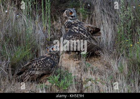 Uhu (Bubo bubo) in der Vegetation von einem Hang einer Kiesgrube sitzen, sehen, aufrufen, in der Dämmerung, am späten Abend, Wildlife, Europa. Stockfoto