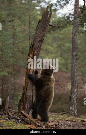 Eurasischer Braunbär ( Ursus arctos ), verspieltes junges Junge, auf Hinterbeinen vor einem alten Baum stehend, sieht niedlich und lustig aus, Europa. Stockfoto