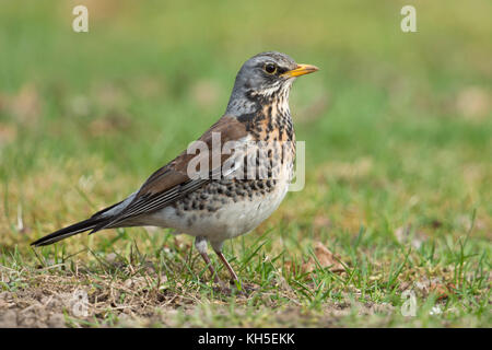 Wacholderdrossel / wacholderdrossel (Turdus pilaris), Erwachsene in der Zucht Kleid, auf dem Boden sitzend, auf einer Wiese, Gras, Wildlife, Europa. Stockfoto