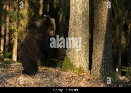 Europäischer Braunbär / Europäischer Braunbaer ( Ursus arctos ), verspieltes Junge, Jugendlicher, steht auf Hinterbeinen in einem autumalfarbenen Wald, Europa. Stockfoto