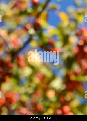 Abstrakte defokussierten bokeh Hintergrund der bunten Crab Apple tree mit roten Früchten und grünen Blättern Stockfoto