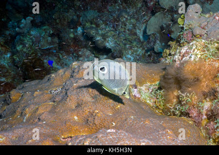 Foureye falterfische Bonaire Stockfoto