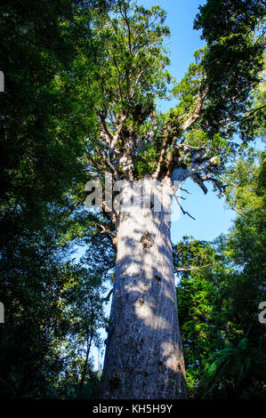 Te Matua Ngahere einen riesigen Kauri Baum, Waipoua Kauri Forest Sanctuary, Westcoast Northland, North Island, Neuseeland Stockfoto